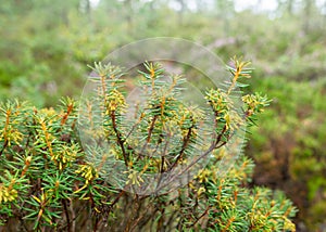 Boggy forest vegetation, plants, grass, moss in the rain, autumn