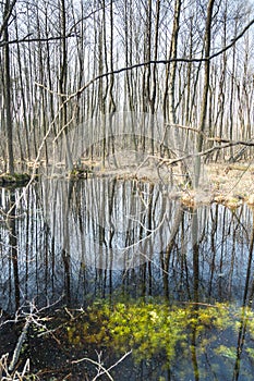 Boggy ground