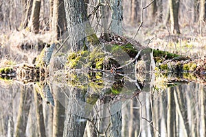 Boggy ground