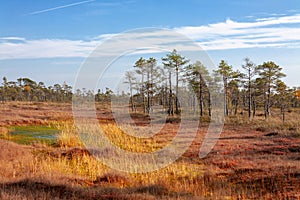 Natural landscape in the boggy reserve