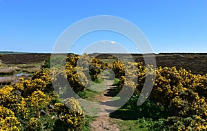 Boggy Moorland with Flowering Yellow Gorse Bushes Blooming