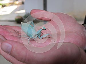 Bogomol - leave on the hand