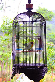 Bogor, August 21, 2021, Mount Bunder, two lodbirds in a cage