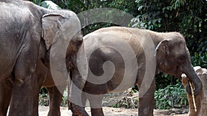 Bogor  Indonesia - August 16  2018: Elephants