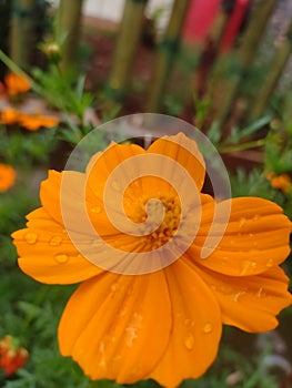 BOGOR, INDONESIA, JANUARI 5 , JANUARI. a photo of a recently bloomed flower BOGOR, INDONESIA