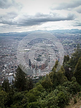 Bogota Tree And City View Portrait