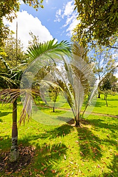 Bogota tropical vegetation in a pubblic garden with sun