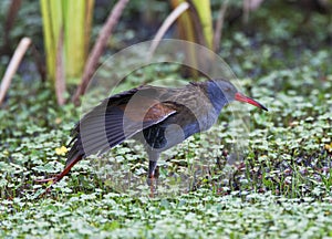 BogotÃ¡waterral, Bogota Rail, Rallus semiplumbeus