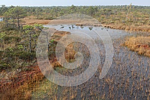 Bogs in Endla National Reserve