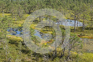 Bogs in Lahemaa National Park