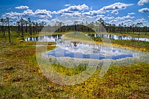 Bogs, lakes and eco trails in the Lahemaa National Park in Estonia photo