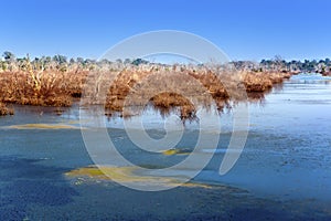 Bogs in the period of a drought on the way to the temple Neak Pean near Siem Reap, Cambodia photo