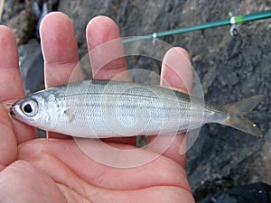 Bogue fish also known as Boops. A fish caught on a fishing rod off the coast of Spain.