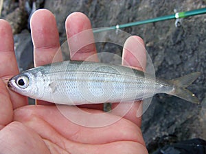 Bogue fish also known as Boops. A fish caught on a fishing rod off the coast of Spain. photo