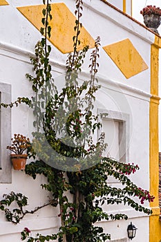 Bogumila bougainvillea in late August by wall