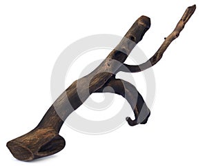 Bogwood sculpture