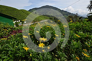 Tea Plantation at Cameron Highlands