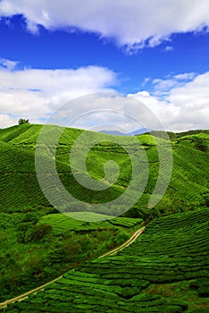 Boh Tea Plantation