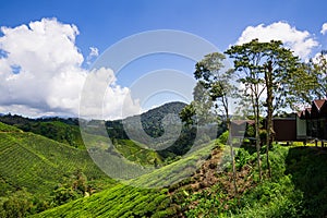 Boh Tea Plantation Cameron Highland - Scenic Splendor with Its Stark Natural Beauty.