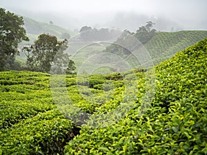 Boh Tea plantation in Cameron highlands