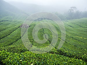 Boh Tea plantation in Cameron highlands