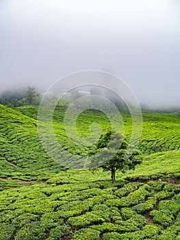 Boh Tea plantation in Cameron highlands