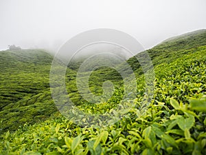 Boh Tea plantation in Cameron highlands