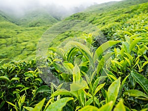 Boh Tea plantation in Cameron highlands