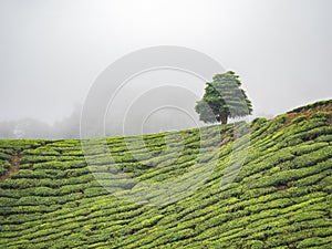 Čaj plantáž v vysočina 