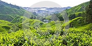 BOH Tea Plantation, Cameron Highlands, Pahang, Malaysia. photo