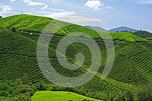 Boh Tea Plantation, Malaysia