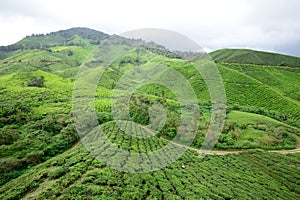 Boh Tea Plantation, Sungai Palas