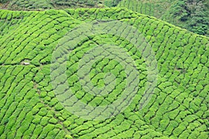 Boh Tea Plantation, Sungai Palas