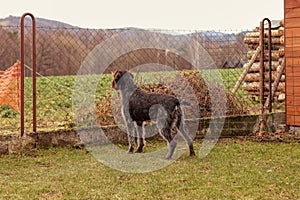 Bohemian griffon looks into meadow for some wild beasts. Domestic dog with hunting instinct. Gun dog long for freedom or runs in