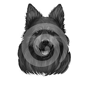 Bohemian Shepherd, Chodsky pes, Chodenhund, Czech Sheepdog, Bohemian Herder dog  illustration isolated on white background. Czech