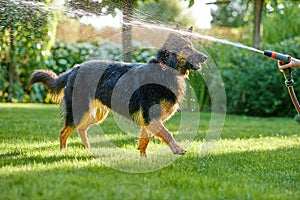 Bohemian shepherd, hairy dog playing with water stream in the garden, splashing water everywhere.