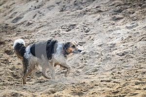 Bohemian Spotted Dog is giong wet in the sand.