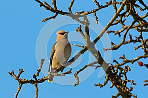 Bohemian Waxwing