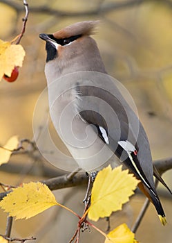 Bohemian Waxwing