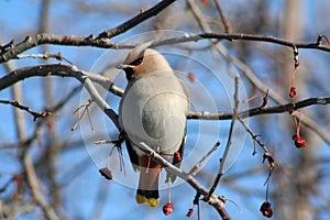 Bohemian Waxwing photo