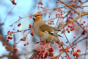 Bohemian Waxwing photo