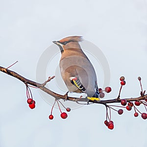 Bohemian Waxwing