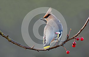 Bohemian Waxwing photo