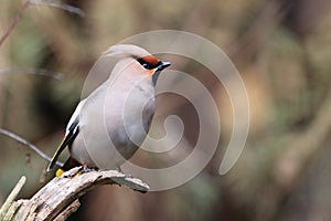 Bohemian waxwing