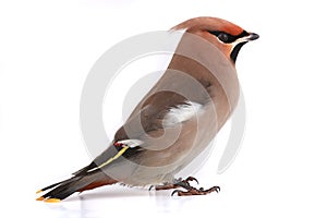 Bohemian Waxwing