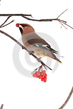 Bohemian Waxwing