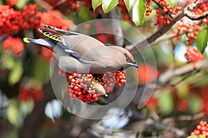 Bohemian Waxwing