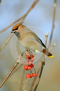 Bohemian Waxwing