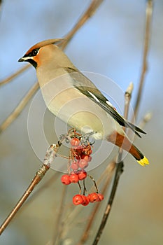 Bohemian Waxwing
