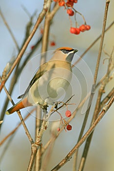 Bohemian Waxwing